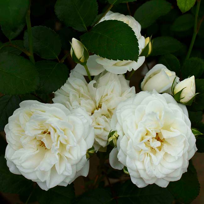 バラ コケットロマンティカ 3