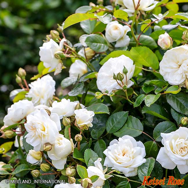 バラ コケットロマンティカ 4