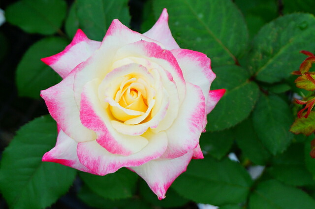 バラ つるダブルデライト 3