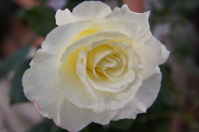 バラ つるダブルデライト 1