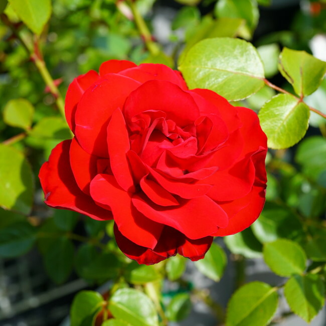 バラ ダブリンベイ 