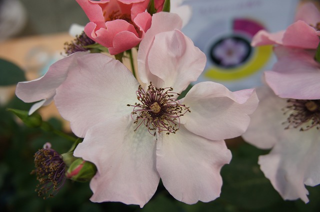 バラ つるデンティベス 