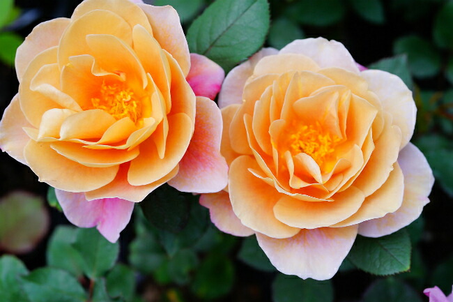 バラ ディスタントドラムス 3