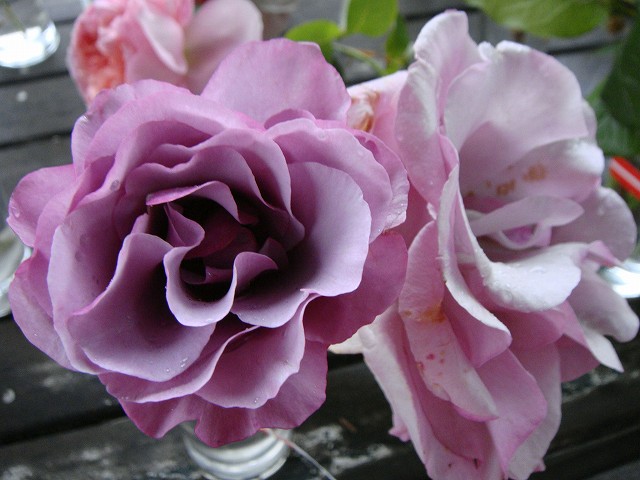 バラ ディオレサンス 3