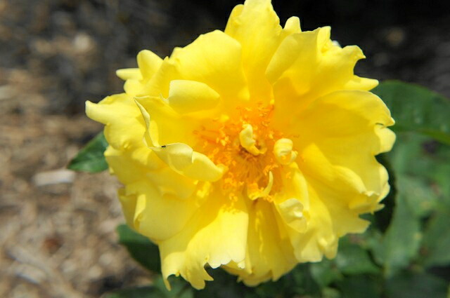 バラ エバーゴールド