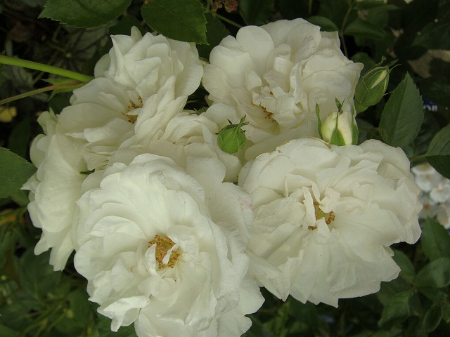 バラ ドミニクロワゾー 