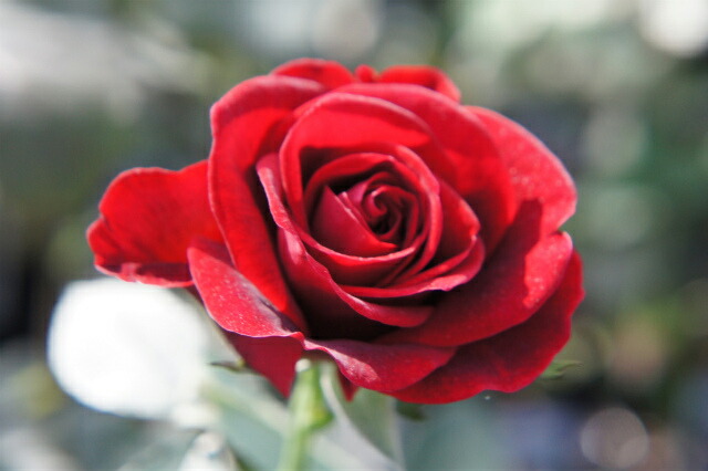 バラ ドンファン 3