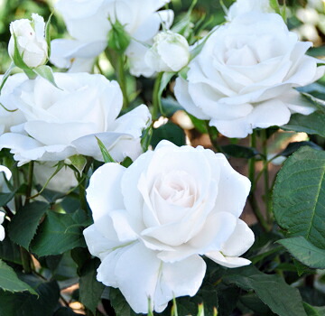 バラ アンナプルナ 2