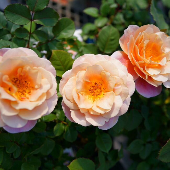 バラ ディスタントドラムス 2