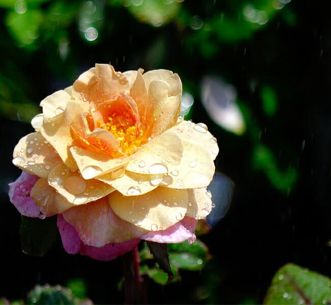 バラ ディスタントドラムス 