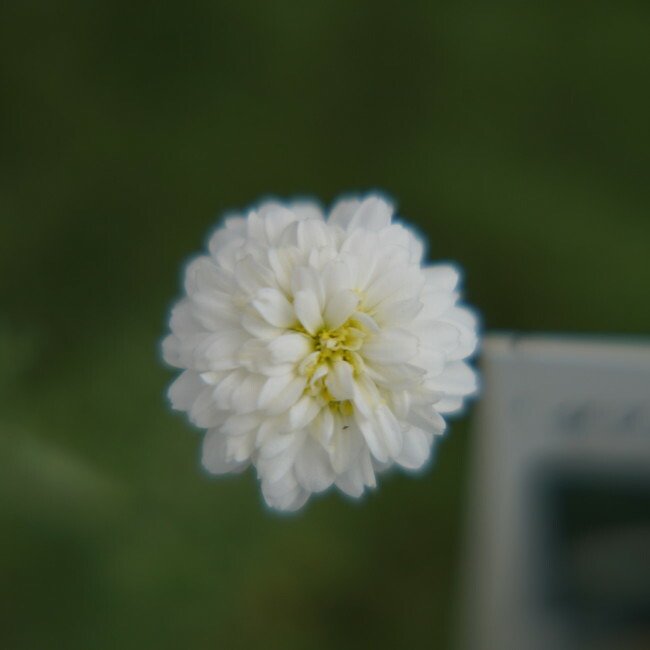 ダブルフラワーカモミール 苗 販売 苗木部 By 花ひろばオンライン