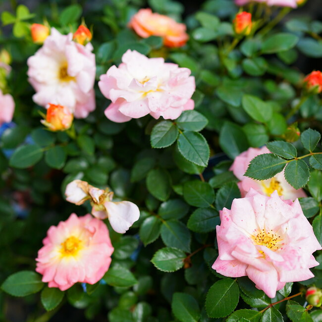 バラ ピーチドリフト ドリフトローズ 苗 販売 苗木部 By 花ひろば