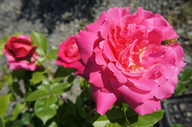 バラ つるエデンローズ 3