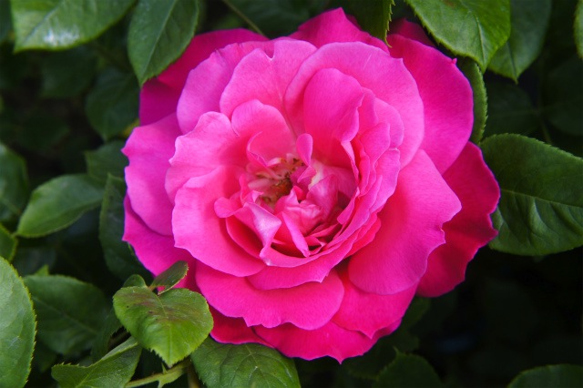 バラ つるエデンローズ 2