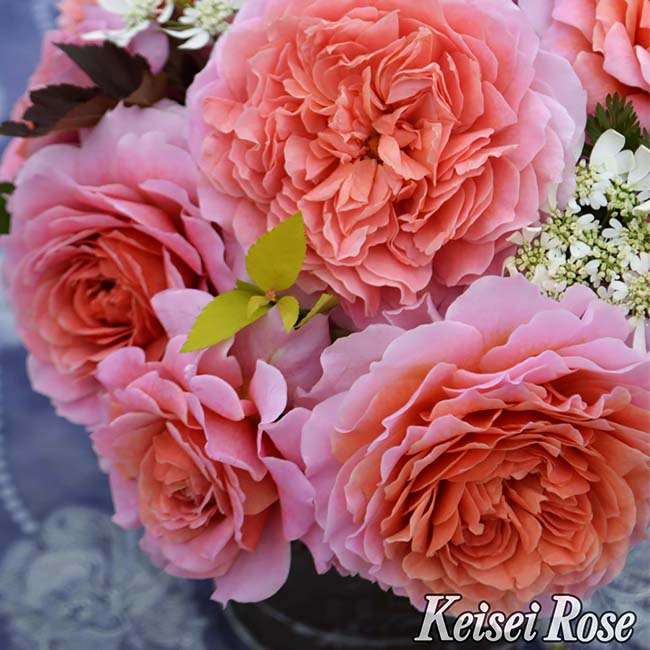 スイセン アイスキング 2