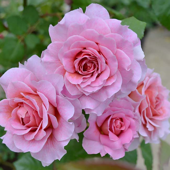 スイセン アイスキング 