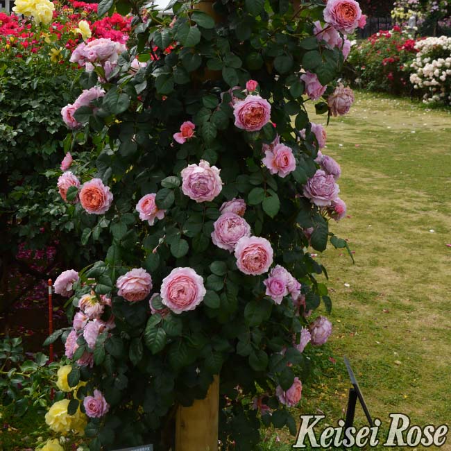 スイセン アイスキング 3