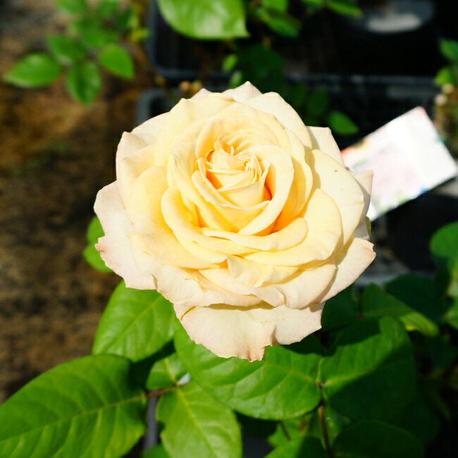 バラ ベルサイユのばら 3