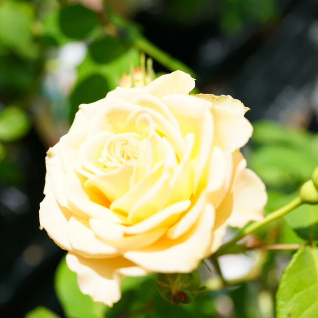 バラ エメラルドアイル（CL） 