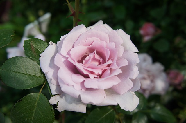 バラ ローズシナクティフ 4