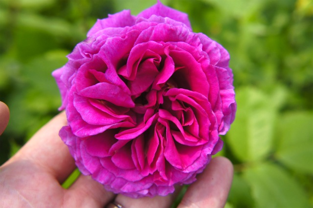 センテッドエアー