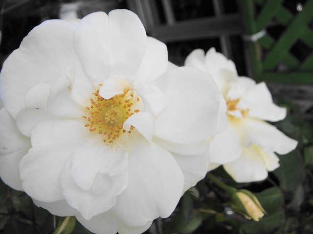 バラ ファビュラス！ FL フロリバンダ 苗 販売 苗木部 By 花ひろば