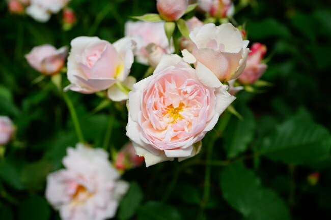 バラ フェリシア 2