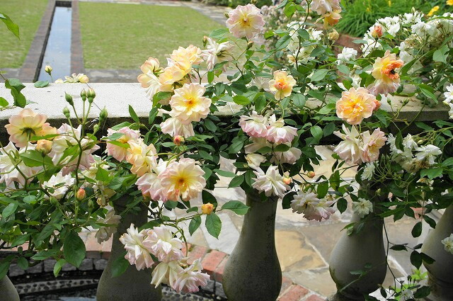 バラ フィリスバイド 2