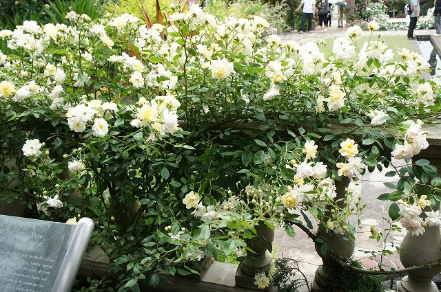 バラ フィリスバイド 3