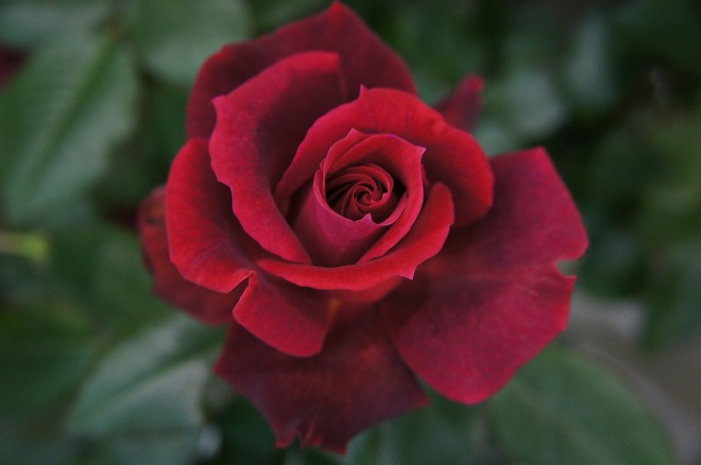 バラ フランクリースカーレット 1