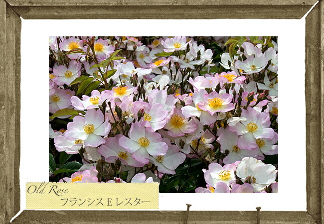 バラ　フランシス E レスター 大苗