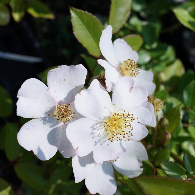 バラ フランシスEレスター 1