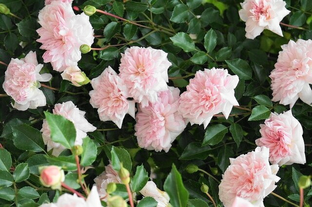 バラ フランソワジュランヴィル 3