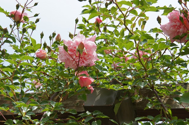 バラ フランソワジュランヴィル 2