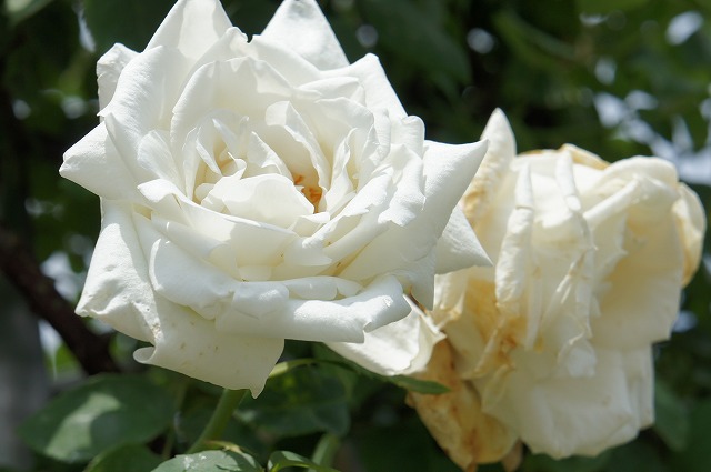 バラ フラウカールドルシュキー 