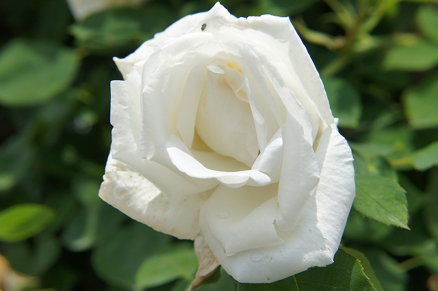 バラ フラウカールドルシュキー 2