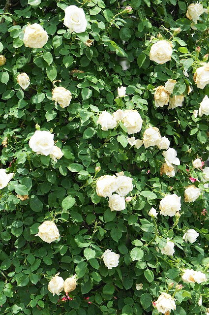 バラ フラウカールドルシュキー 1