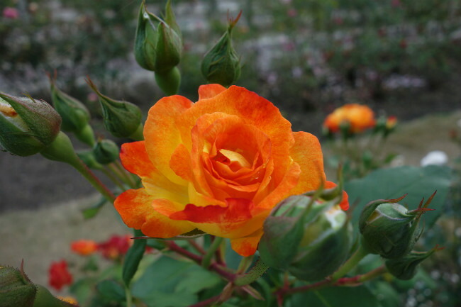 バラ ふれ太鼓 1