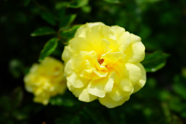 バラ フリージア 