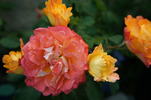  バラ　フリューテ