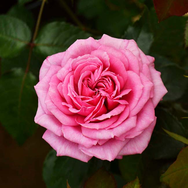 バラ フューチャーパフューム 1