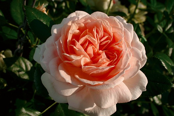 バラ ガーデンオブローゼズ 