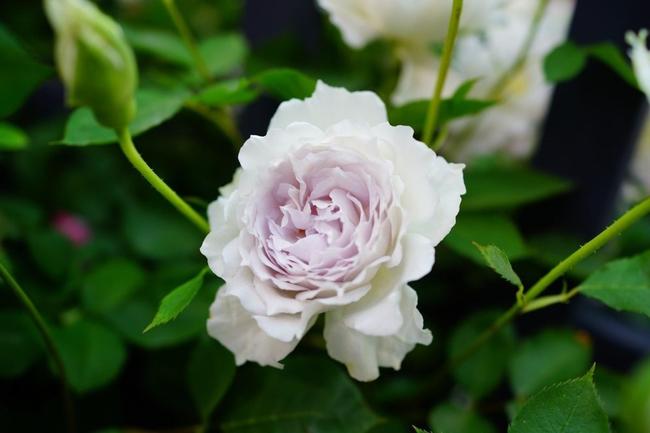 バラ ガブリエル 3