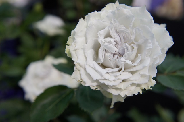 バラ ガブリエル 2