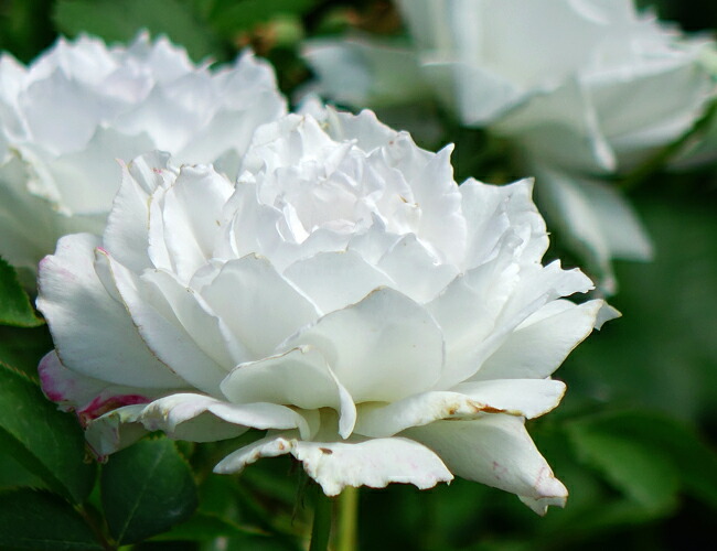 バラ ガブリエル 4