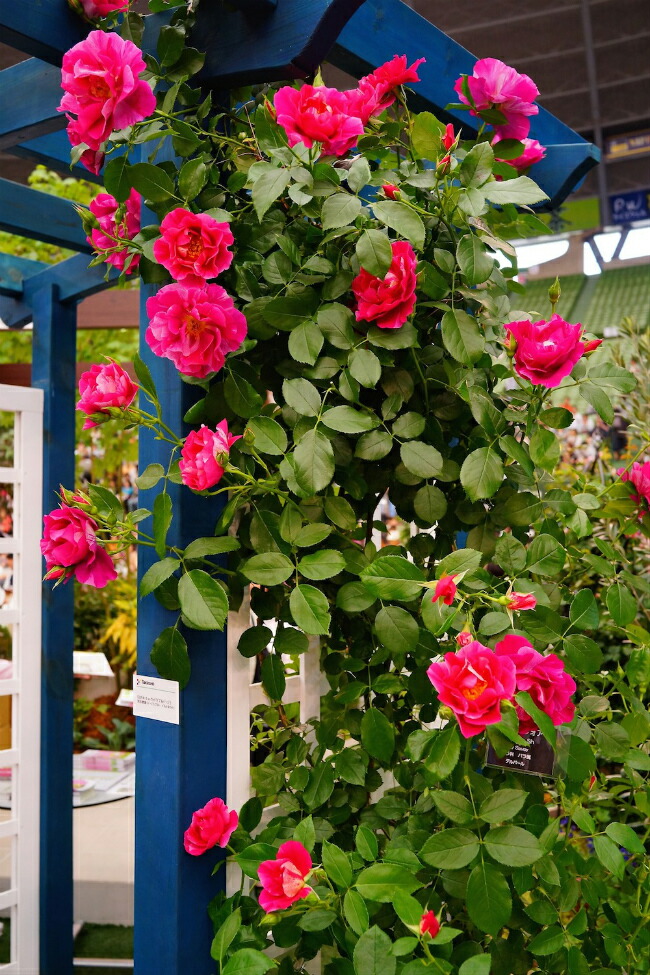 バラ ギーサヴォワ 2