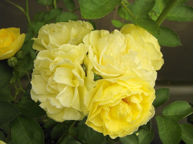 バラ ゴールデンボーダー 4