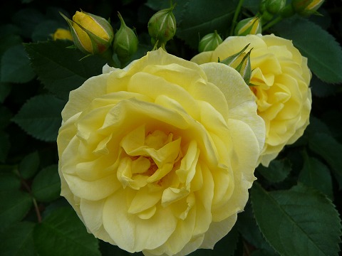 バラ ゴールデンボーダー 5