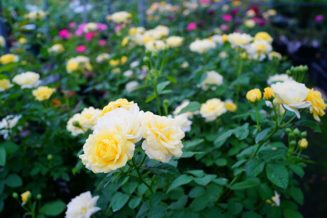 バラ ゴールデンボーダー 2