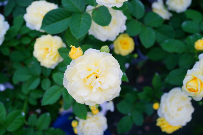 バラ ゴールデンボーダー 3